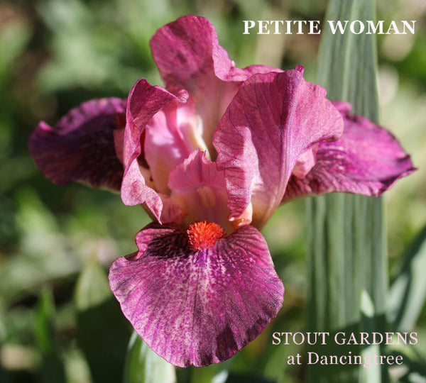 Iris Petite Woman