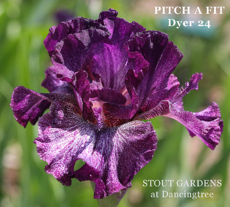 Iris Pitch A Fit