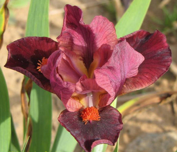 Iris Pixie Fuzz