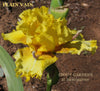 Iris Plain Vain