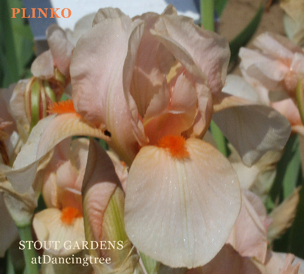 Iris Plinko