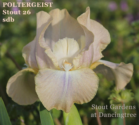 Iris Poltergeist
