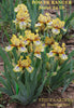 Yellow, white and purple intermediate bearded iris flowers with 'Power Ranger by Stout 24' text and 'Stout Gardens at Dancingtree' branding.