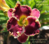 Daylily Private Reserve