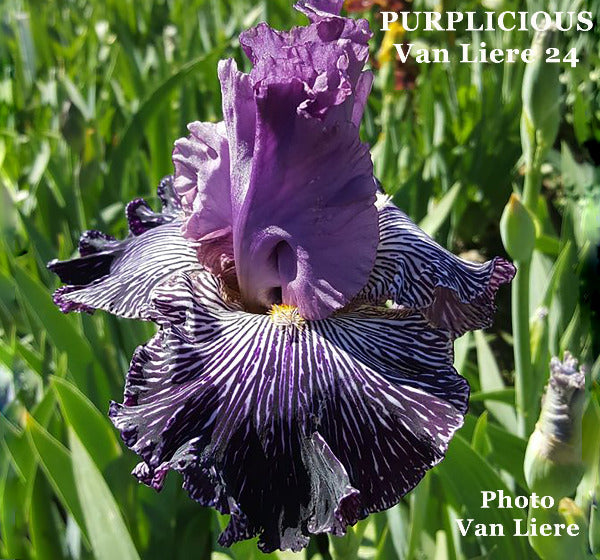 Iris Purplicious
