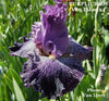 Iris Purplicious