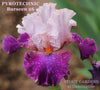 Iris Pyrotechnic