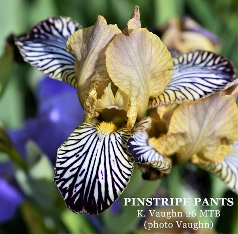 Iris Pinstripe Pants