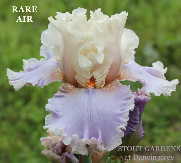 Iris Rare Air