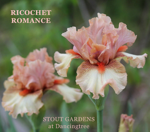 Iris Ricochet Romance