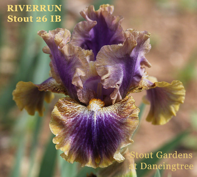 Iris Riverrun