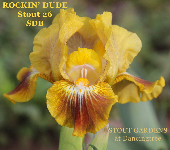 Iris Rockin' Dude