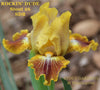 Iris Rockin' Dude