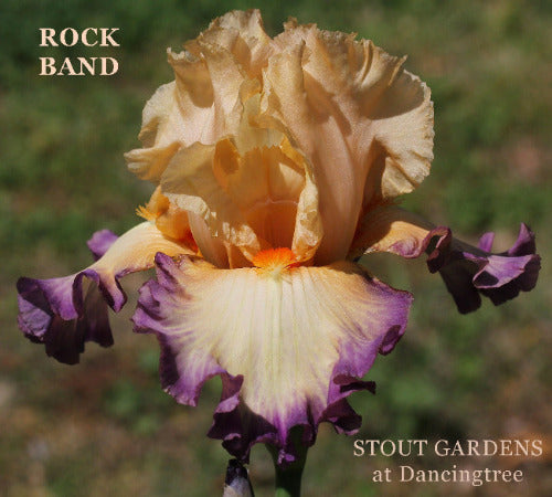 Iris Rock Band