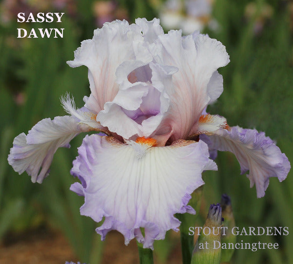 Iris Sassy Dawn
