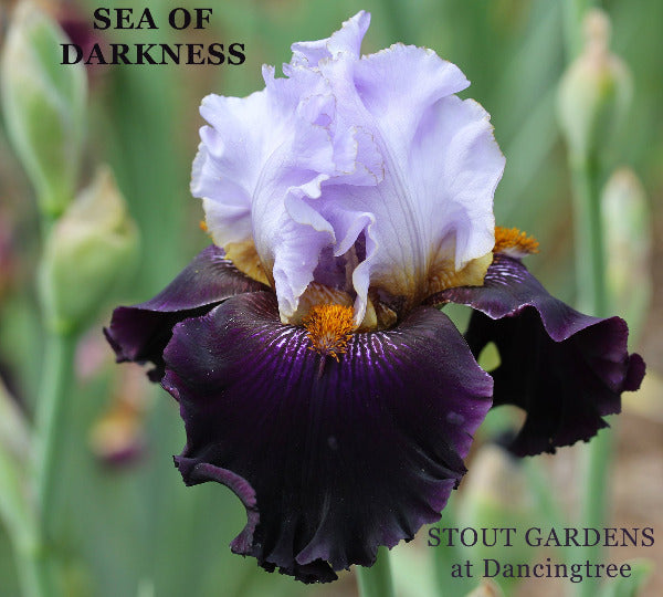 Iris Sea Of Darkness