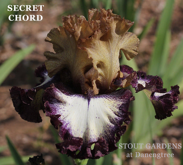 Iris Secret Chord