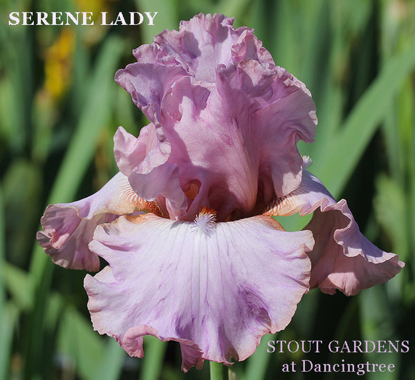Iris Serene Lady