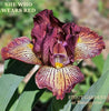 Iris She Who Wears Red