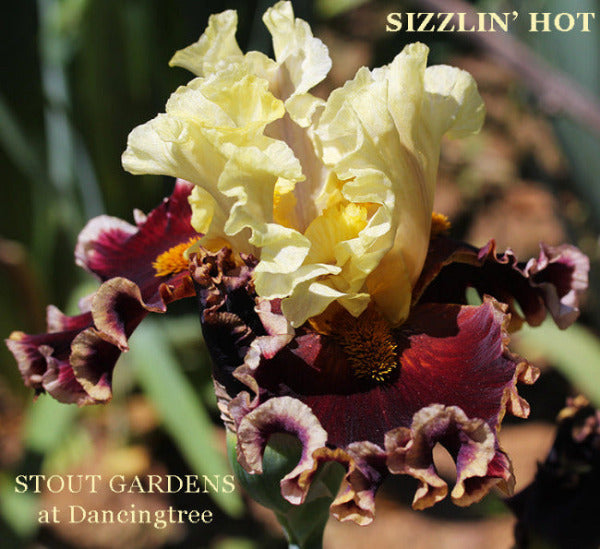 Iris Sizzlin' Hot