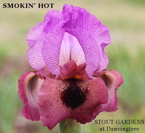 Iris Smokin' Hot