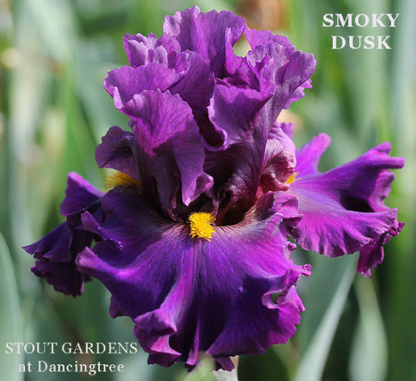 Iris Smoky Dusk