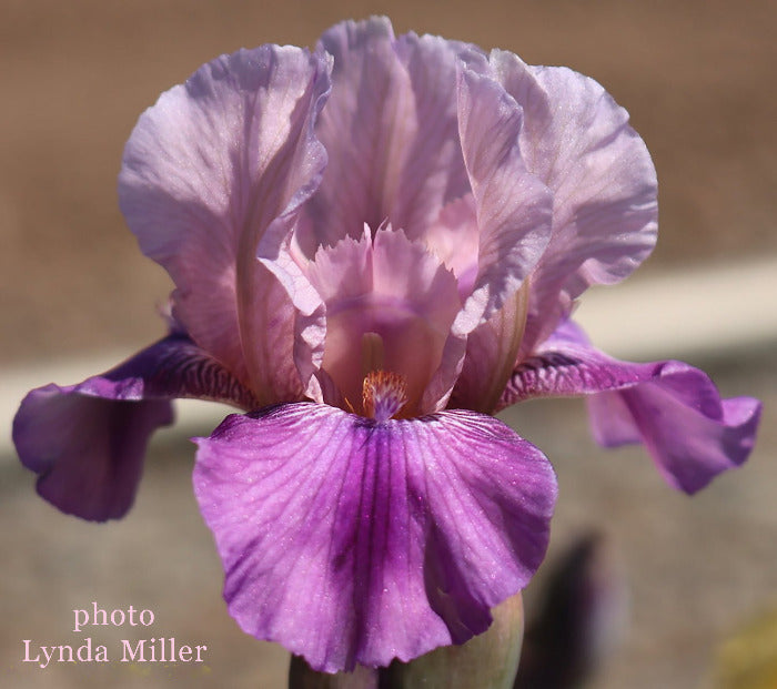 Iris Soft Kitty