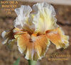 Iris Son Of A Biscuit