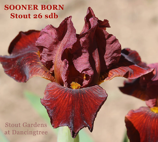 Iris Sooner Born