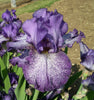 Iris Splashacata