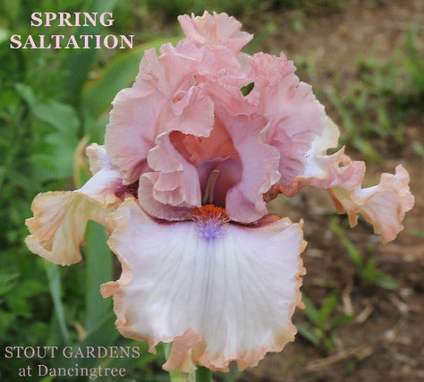 Iris Spring Saltation