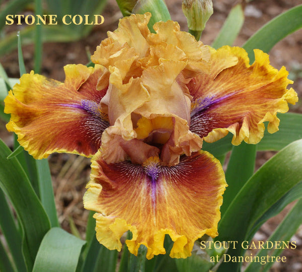 Iris Stone Cold