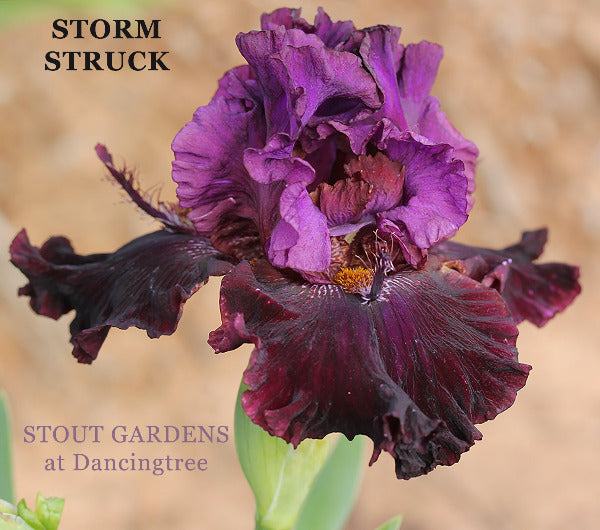 Iris Storm Struck