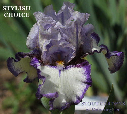 Iris Stylish Choice