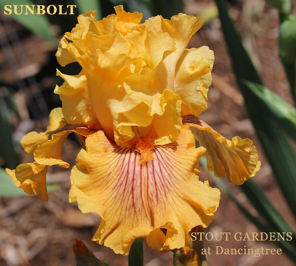 Iris Sunbolt