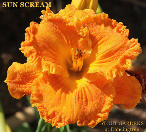 Daylily Sun Scream