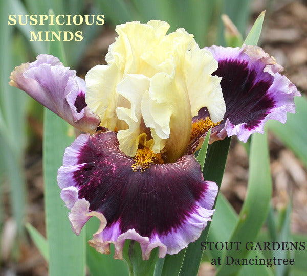 Iris Suspicious Minds