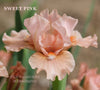 Iris Sweet Pink