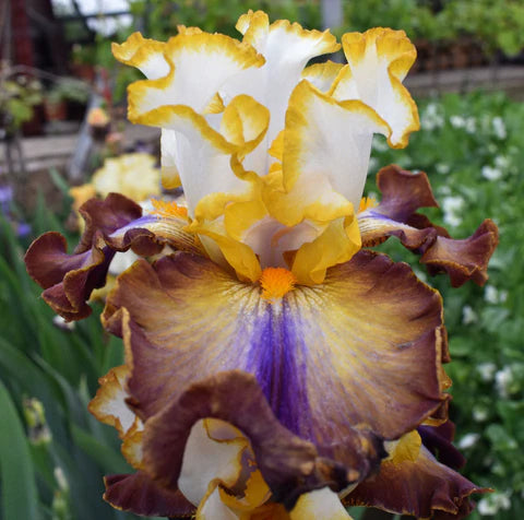 Iris Separate Ways