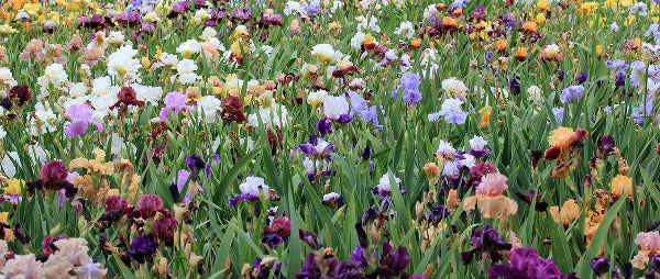 Field of colorful irises with a variety of flower colors at 'Stout Gardens At Dancingtree'.