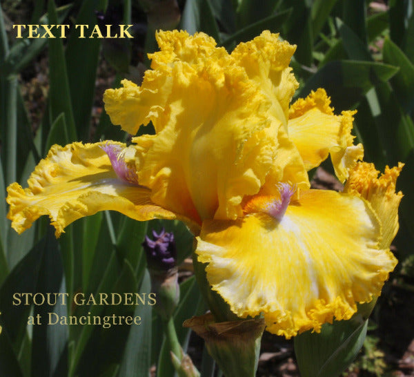 Iris Text Talk