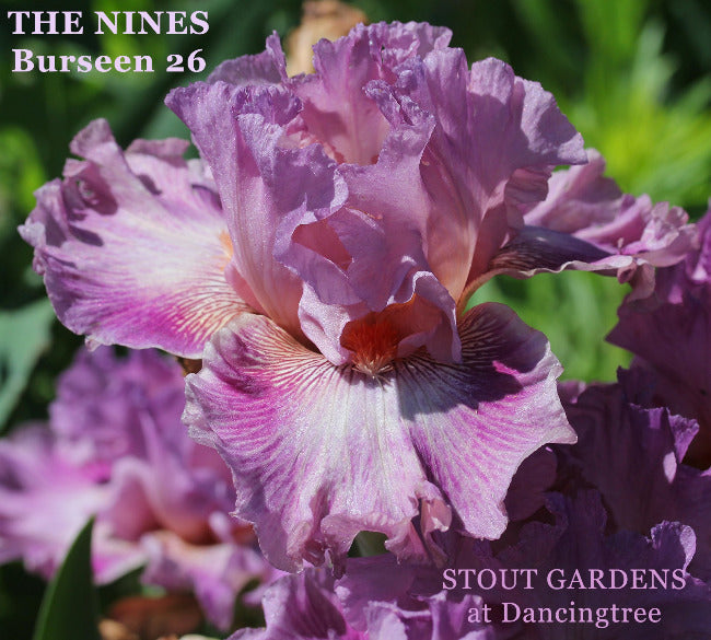Iris The Nines