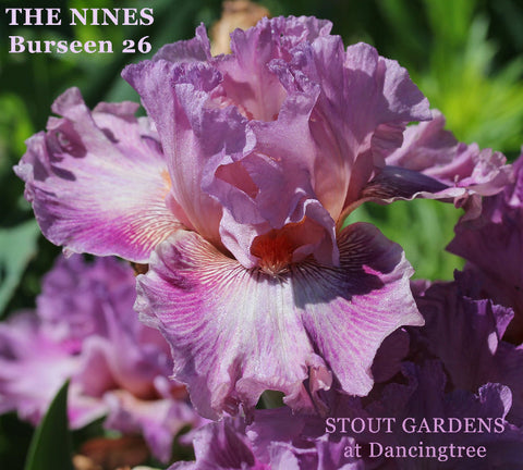 Iris The Nines