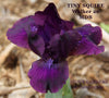 Iris Tiny Squire