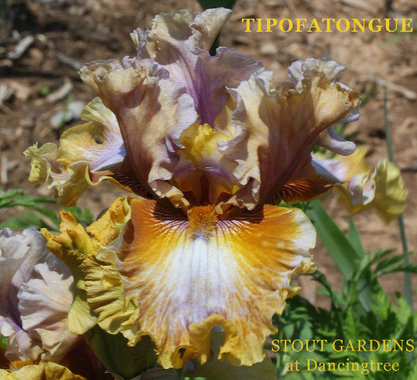 Iris Tipofatongue