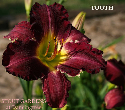 Daylily Tooth