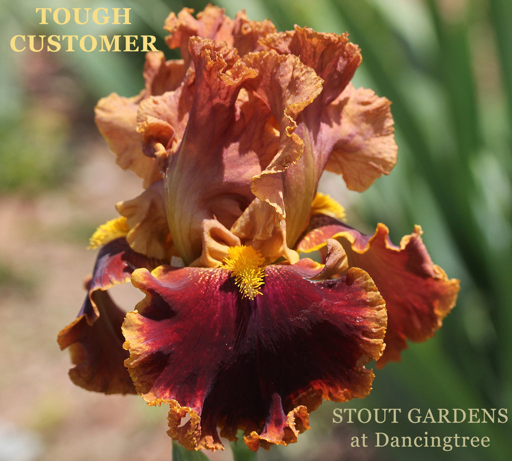 Iris Tough Customer
