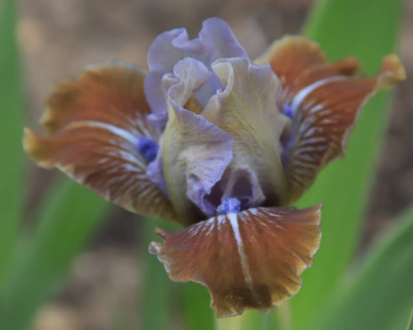 Iris Troll Road