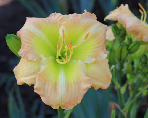 Daylily Tuscawilla Bill Reed