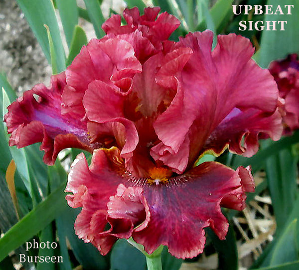 Iris Upbeat Sight